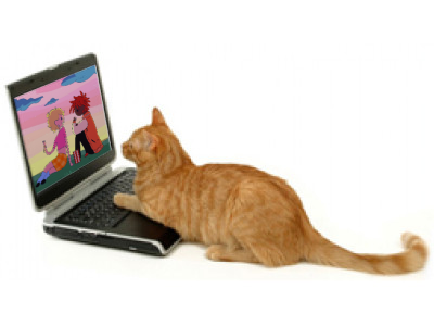 cat laptop
